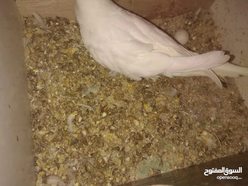 3 جواز حب شغالات مع بيض وفراخ مقفصات
