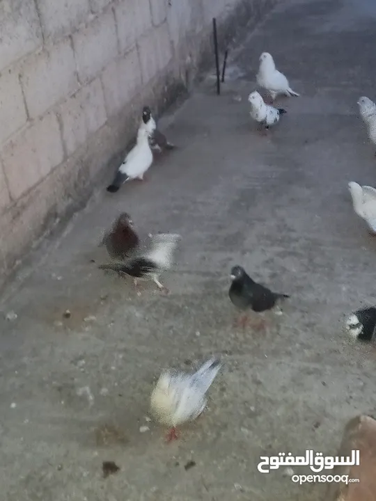 حمام .......