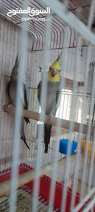 غرفة عصافير