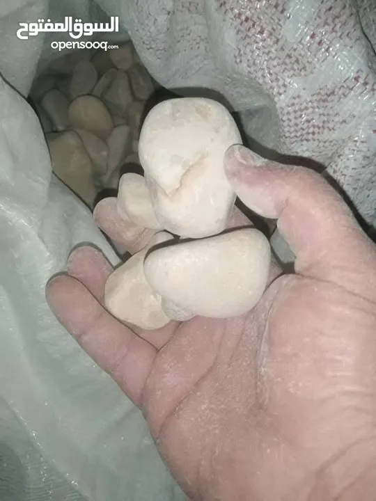 نجيل طبيعي نجيل ديكوندرا
