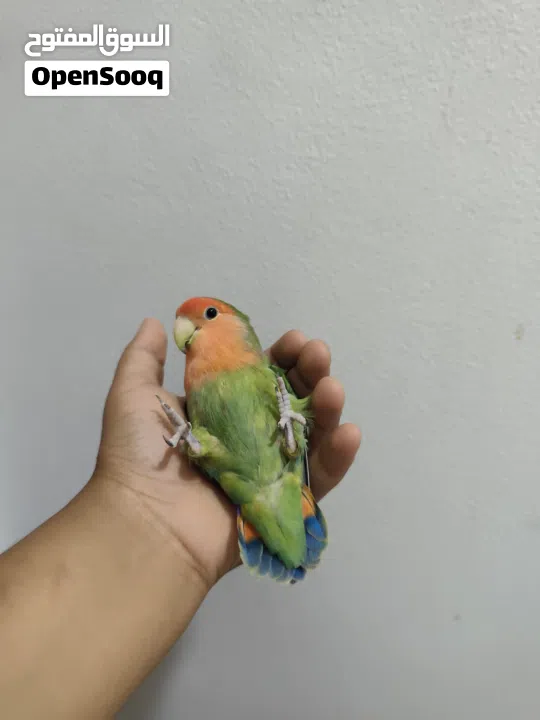 لافبيرد اليف