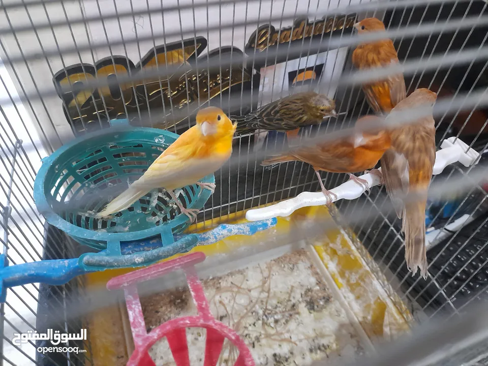صلات النبي كوم كنار للبيع صحه ونضافه والوان بجنن
