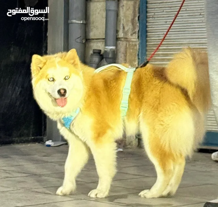 انثى لاسكه عمره 9 شهور قريب تطلب وزاج اول مره