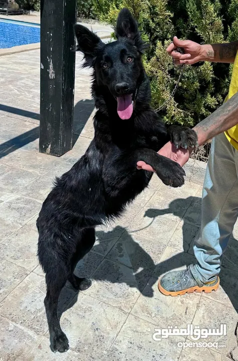 جراء بلجن مالينو و الراعي الهولندي (Belgian Malinois & Dutch Shepherd)