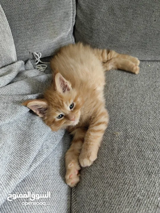 Mainecoon kitten