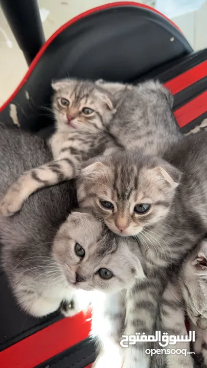 ثلاث قطط للبيع النوع سكوتش فولد السعر 50