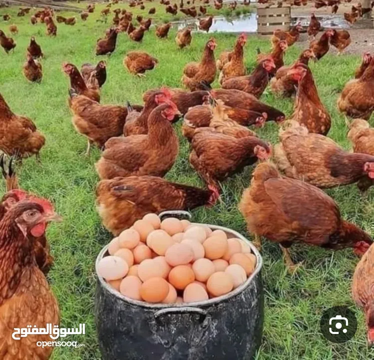 صوص بلدي عمر 15 يوم