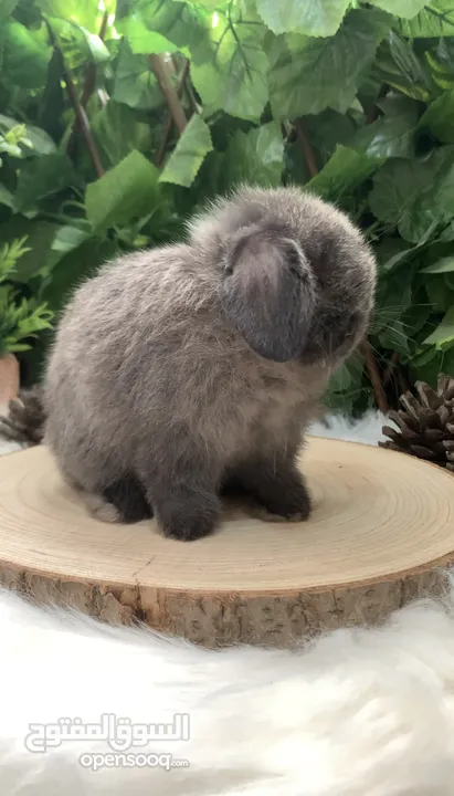 أرنب انقلش انقورا والقزم وهولاند لوب و هوتوت - English Angora ,Dwarf,Holland lop & Hotot