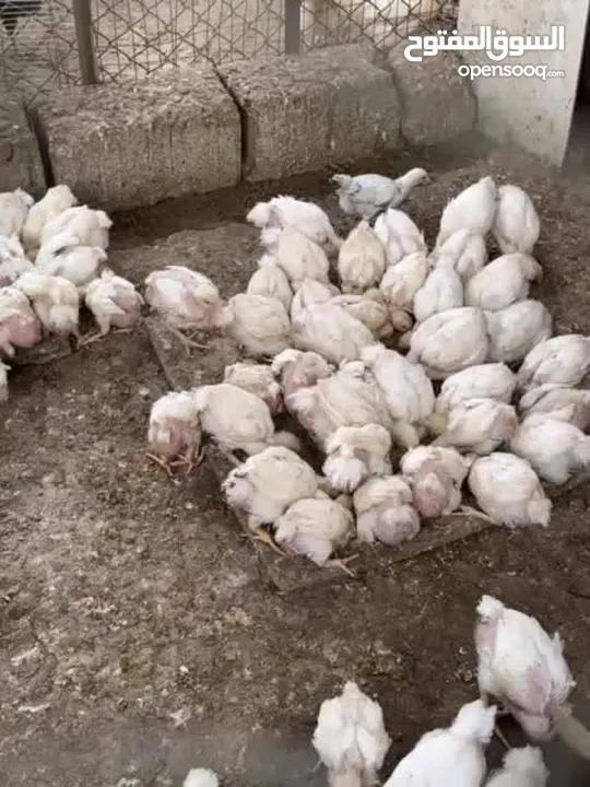 دجاج للبيع 