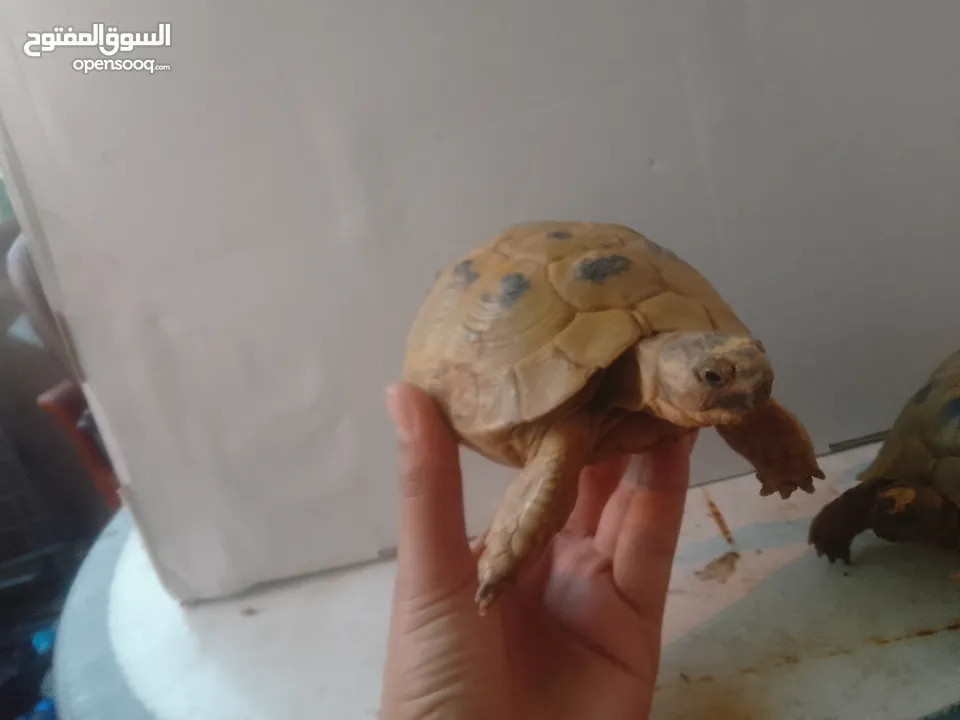 الوصف/سلاحف ذكر وأنثى الانثى حامل السعر الوحده 8 دنانير اردني