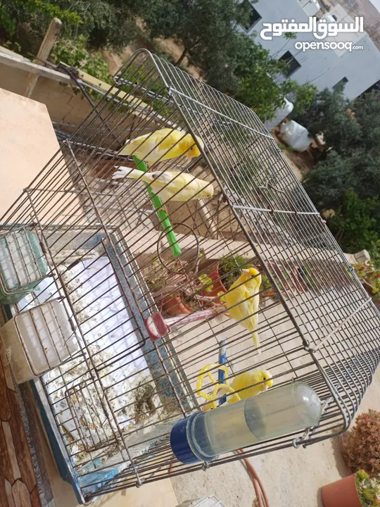 عصافير كنار للبيع جواز جاهزه في  اشي مع بيض واشي مش مع بيض وفي فراخ صغار جواز