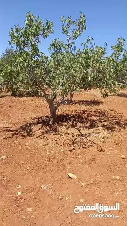 ارض مميزه للبيع في ذيبان