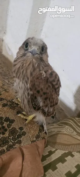 طيور للبيع