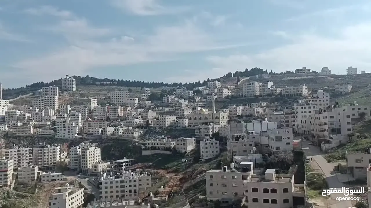 حسام كلبونه