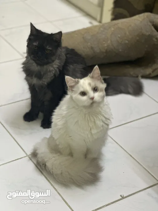 Himalayan cats