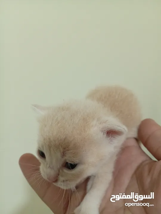 جوز قنفذ  وسلحفاه و قطه كتنز و بطه عدد 3 بطات  قنافذ اليفه و سلاحف بريه تربيه منزليه لقطه كوم هامستر