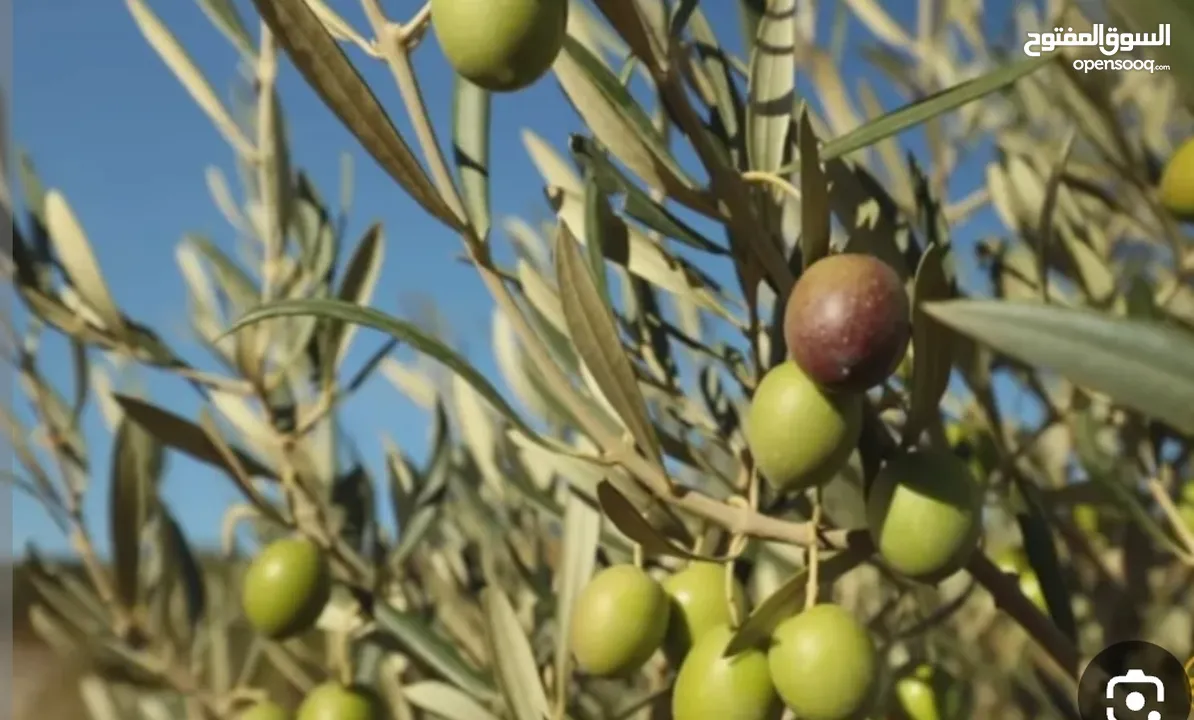 أرض حلوة ومرتبة.ع مستوى الشارع
