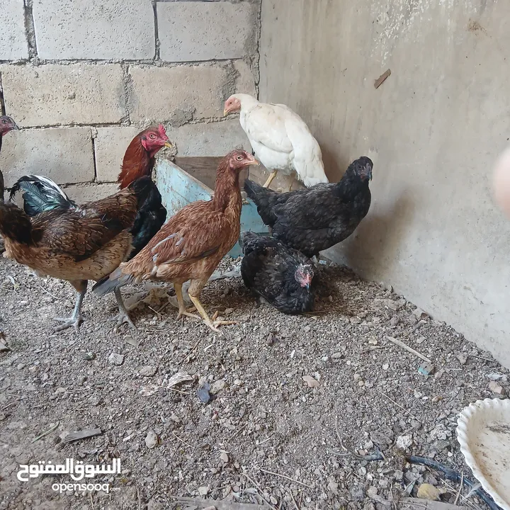 بيض دجاج باكستاني خط اول تبارك الله
