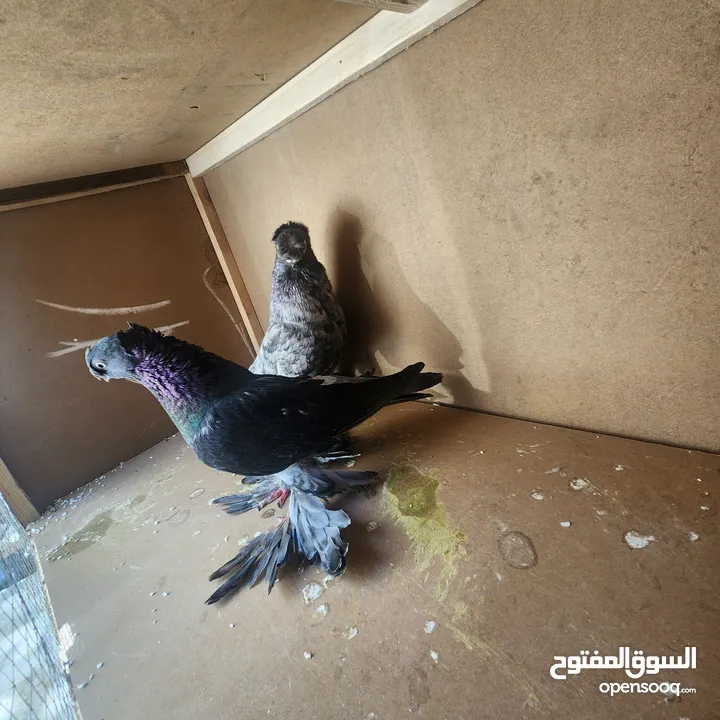 متاح جواز ازبك بزره الماني