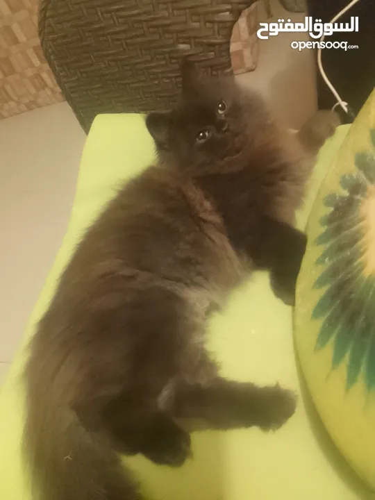 قط من ام بيجي فيس واب ھملايا