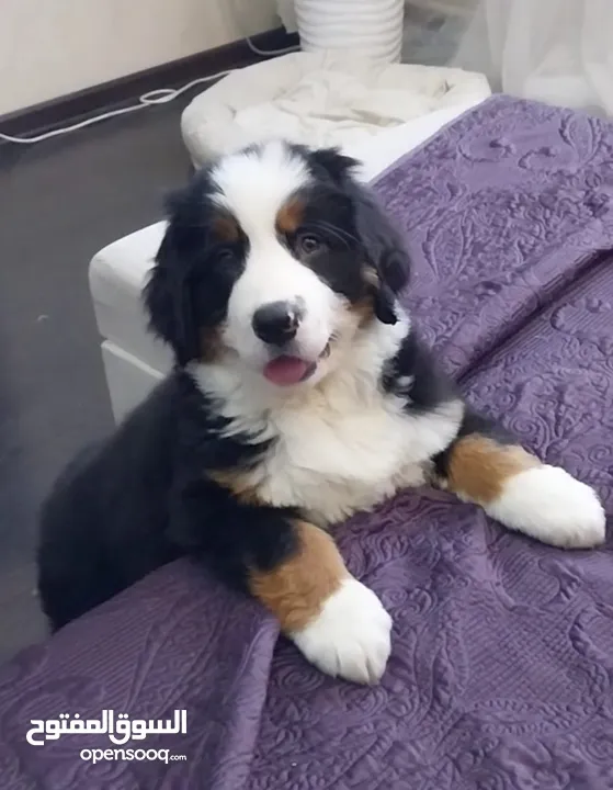 an awesome Bernese Mountain puppy is available