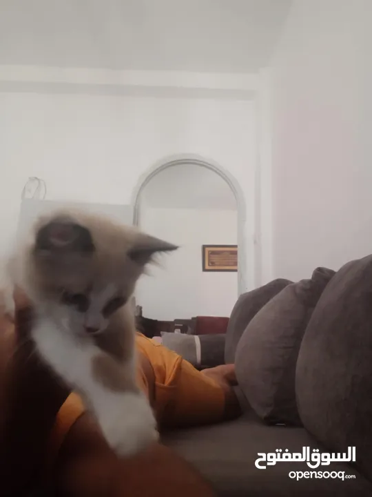 قط للبيع لطيف