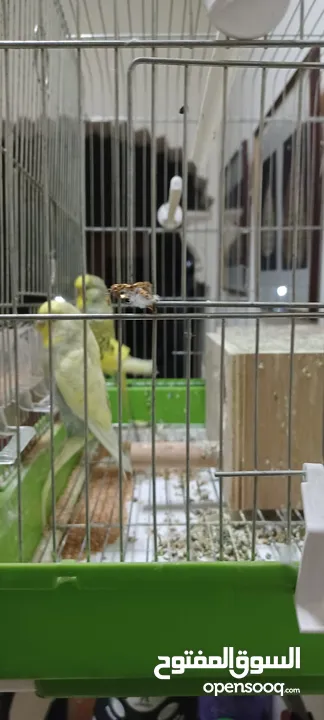 3 Love birds with cage and breeding box