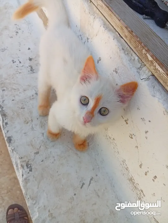 متوفر لدينا قطاط شرزي