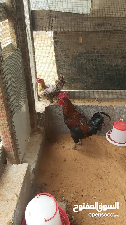 دجاجة وفروج للبيع