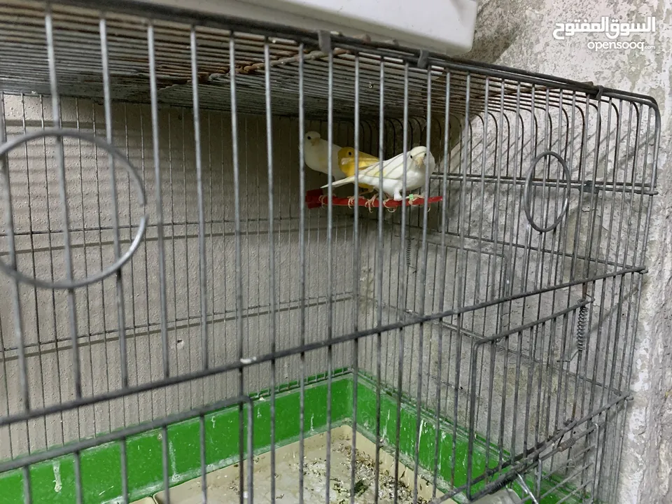 طيور أجواز وفراخ كناري للبيع