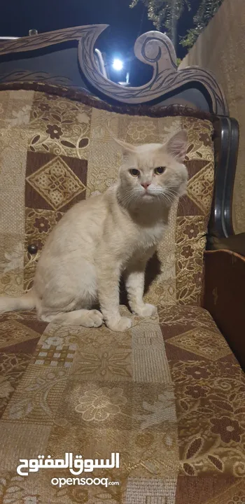 خليط قطط شيرازي وبلدي