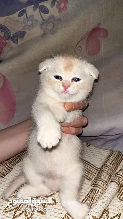 قطط سكوتش فولد
