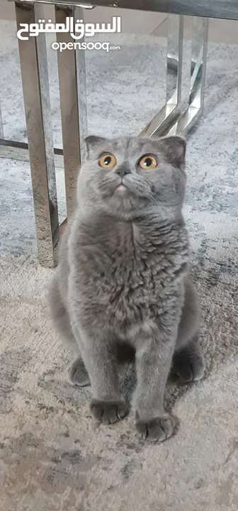 قطة pure Scottish Fold للبيع