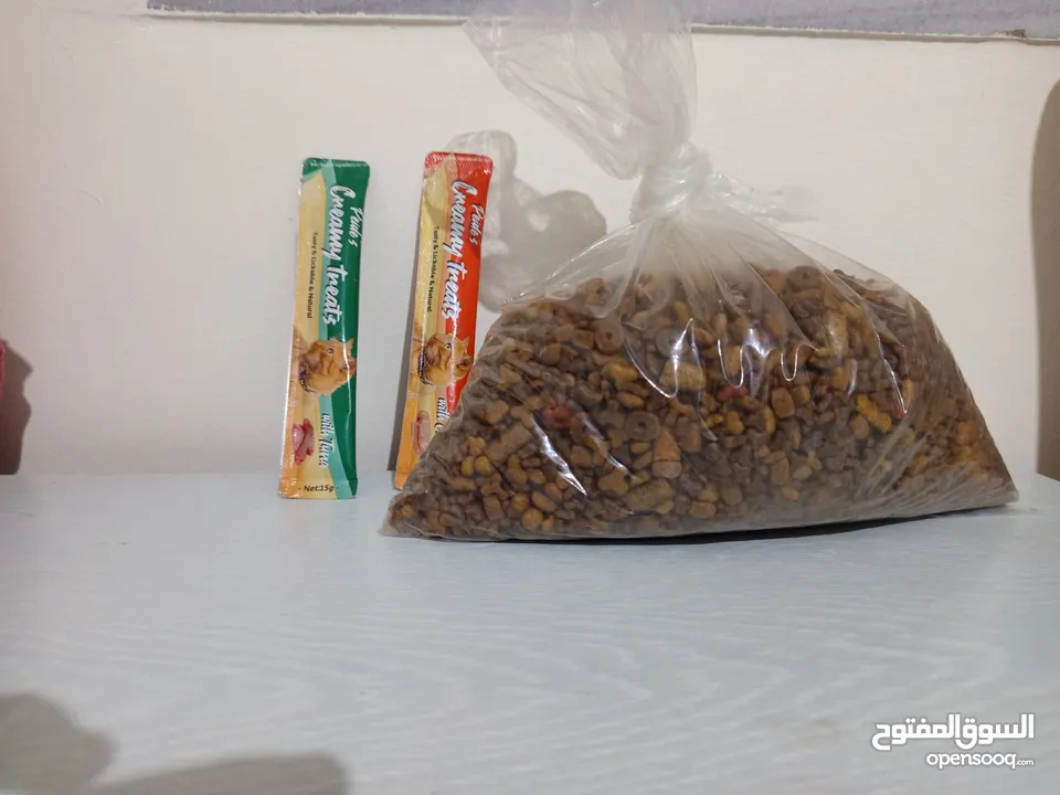قط شيرازي ابيض واسود للبيع مع اغراضه