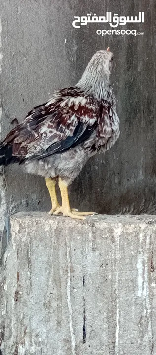 صوص بلدي للبيع
