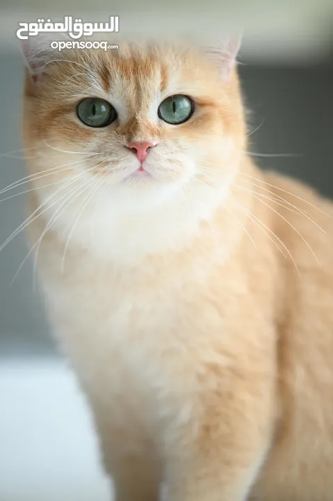 Scottish British shorthair longhair kittens British shorthair Scottish fold kittens Scottish