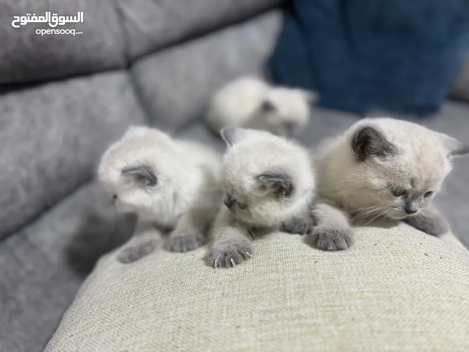 2 كيتن هملايا
