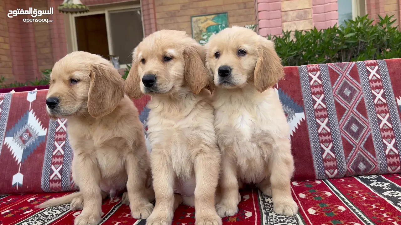 للبيع جولدن ريتريڤر for Sale Golden Retriever