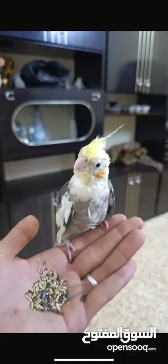 عصفور كوكتيل الأليف لبيع