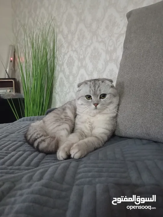 قط نوعيه سكوتش