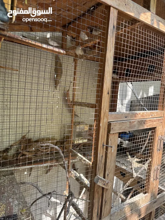 للبيع طيور زيبرا مع القفص و الاكل