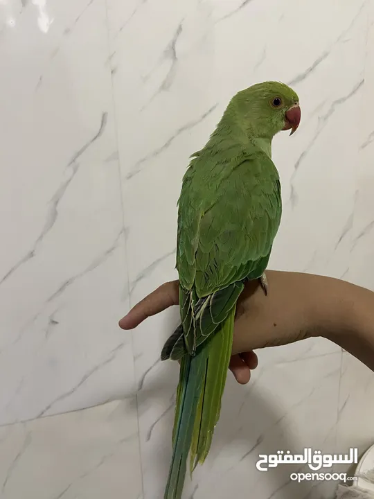 ببعاد دره اليف جدااااااااا