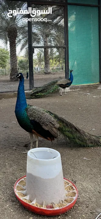 ‏طاووس ذكر