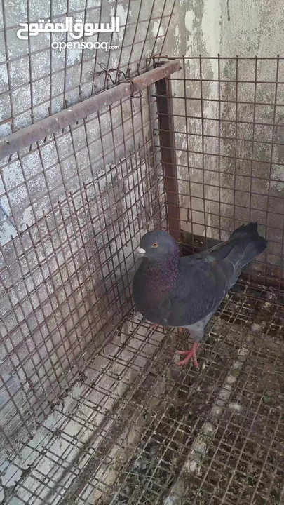 جوز حمام كنج