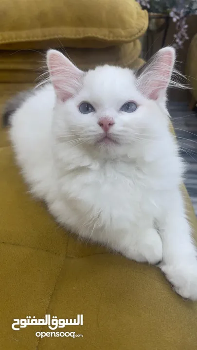 قطه انثى رغدول بيور دم صافي