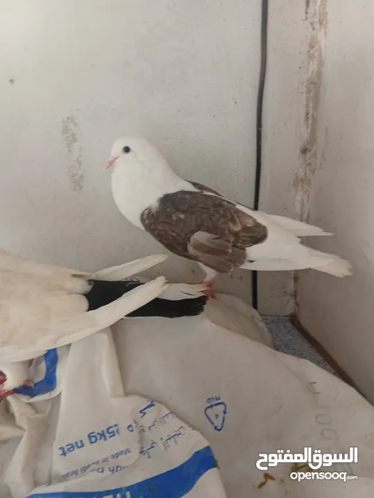 0حمام  طوابير تنتين منفاخ قلم وعجميه ذنبها اعصر شغلات ويوجد كمان غيرهن 19بين طوابير وفخول زق وكش