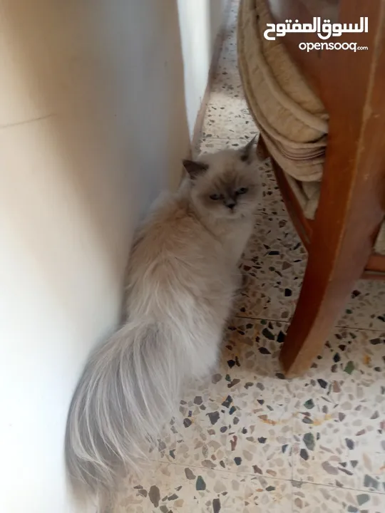 قطه نوع هملايا العمر سنة انثى للبيع معاها لتر بوكس حجم كبير