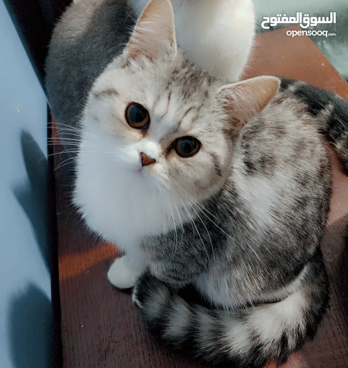 Available kittens for sale high quality breed Cats (Silver British breed & Scottish straight breed.)