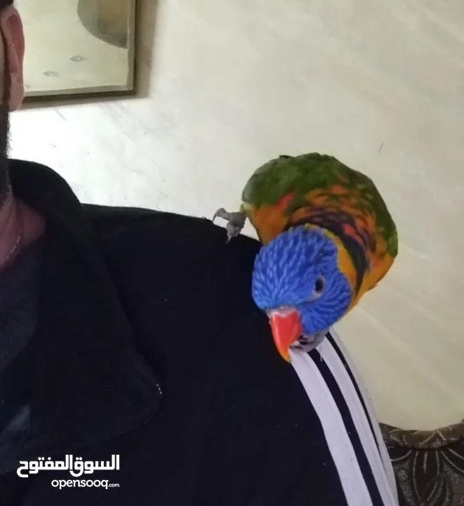 لوري و كروان الفين للبيع اربد