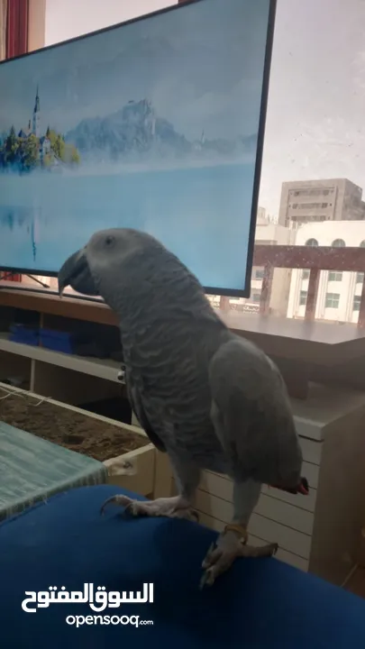 African Grey Parrot